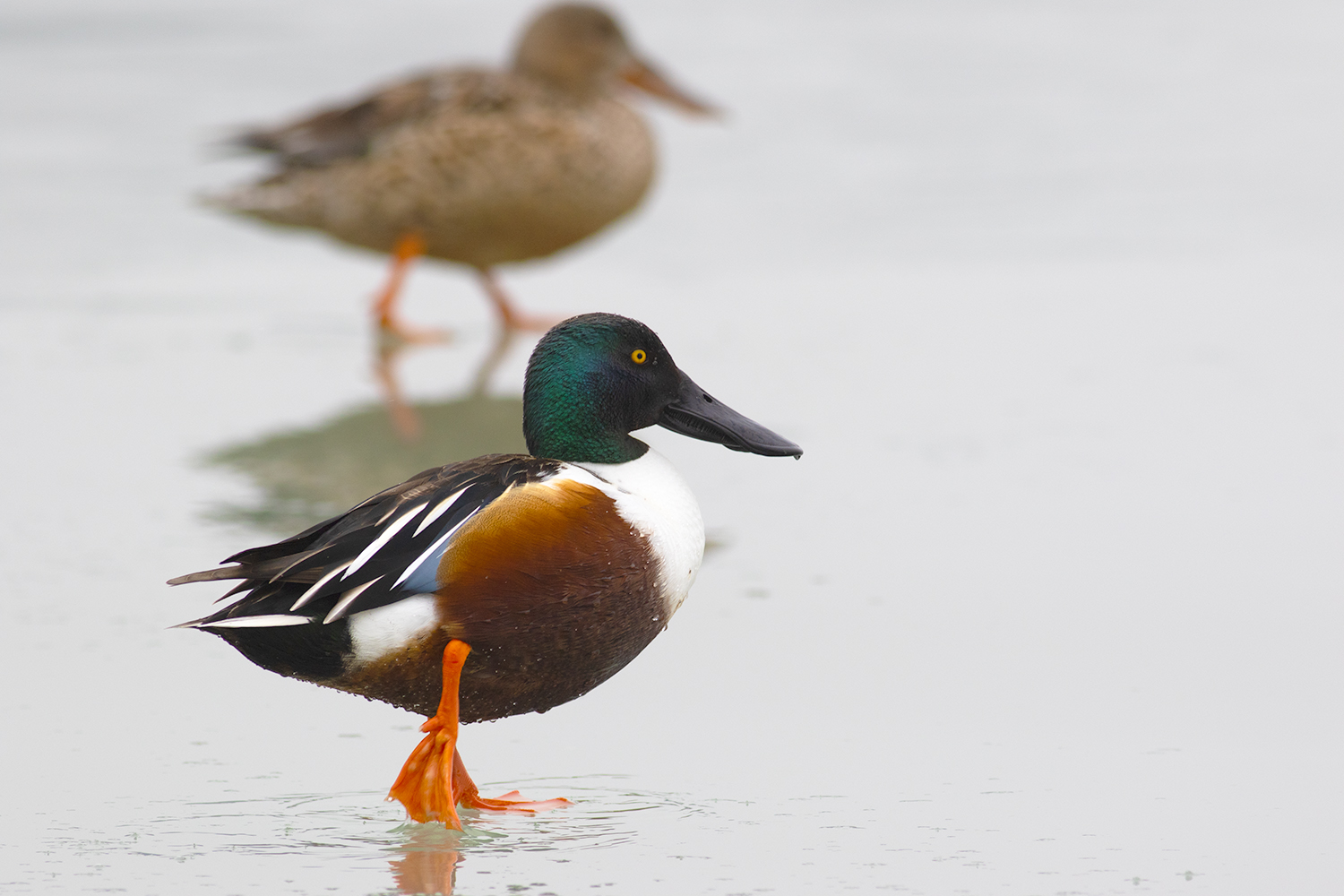 Northern Shoveler